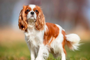 Cavalier-king chalz-spaniel